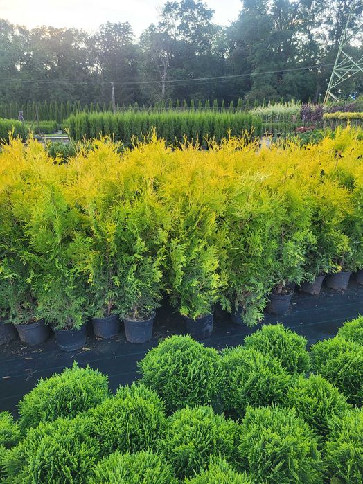 Tuja tuje żółte golden szmaragd 80-100cm