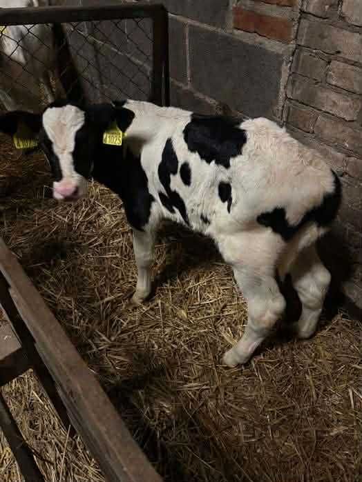 Byczek czarno - biały HF