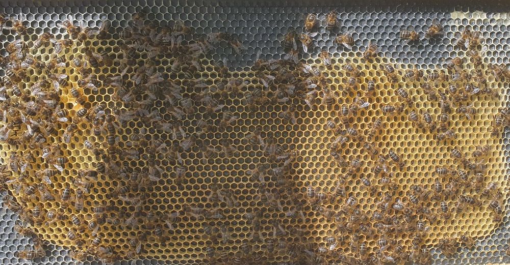 Enxames com rainha fértil e marcada