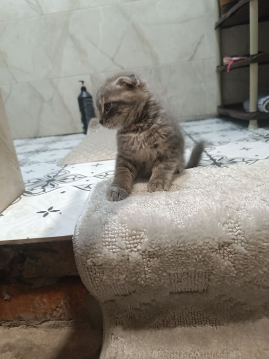 Котята веслоухие
