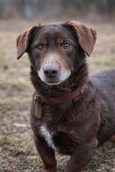kochany Pimpuś czeka na dom