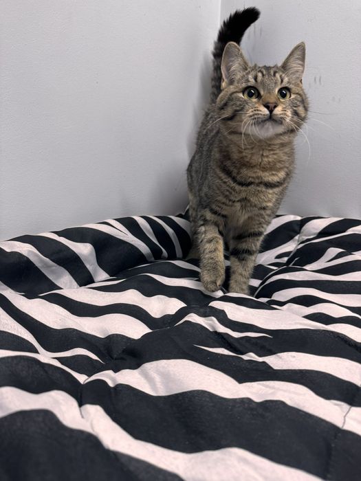 Шері мила дівчинка у пошуках дому