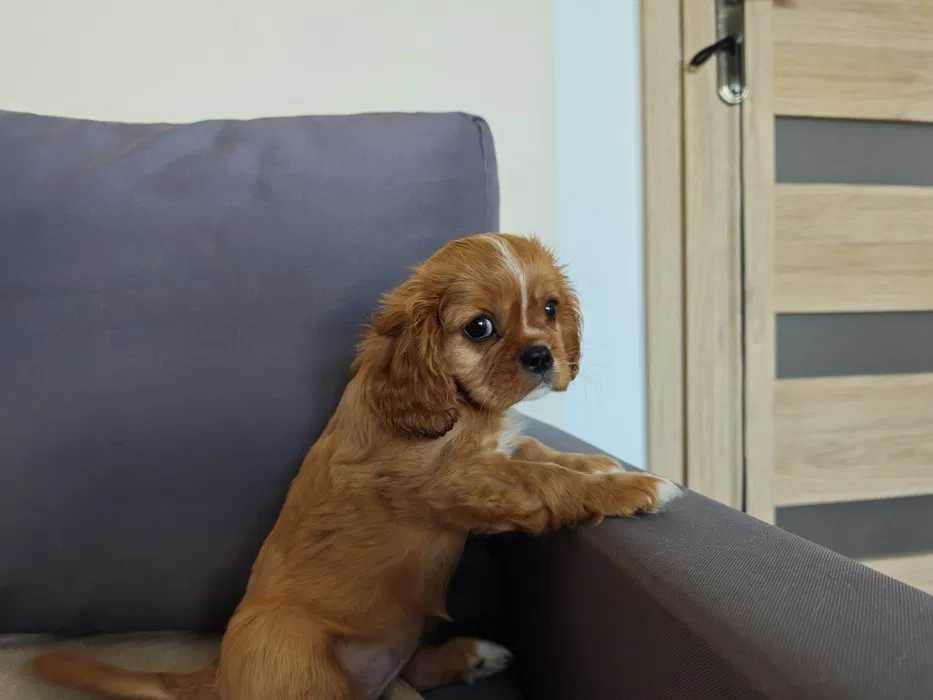 Cavalier king Charles