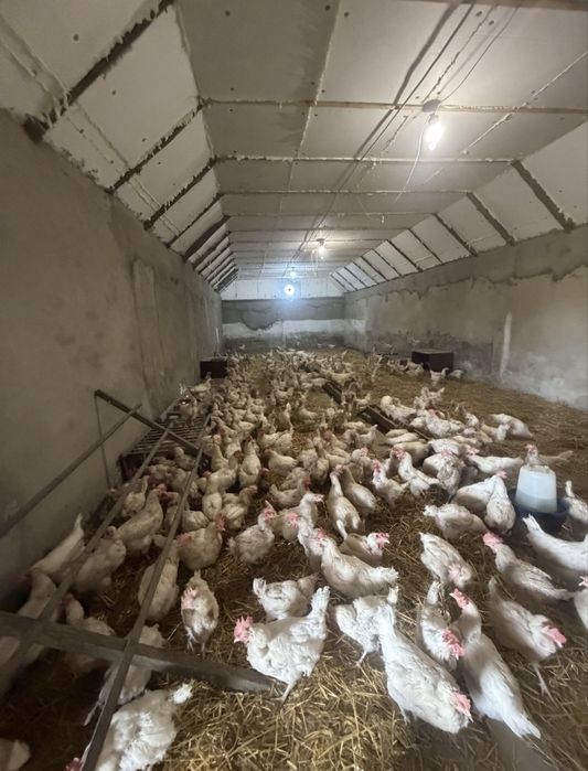 Продам дом с Бритовка