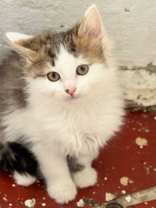 Безкоштовно кошенятка