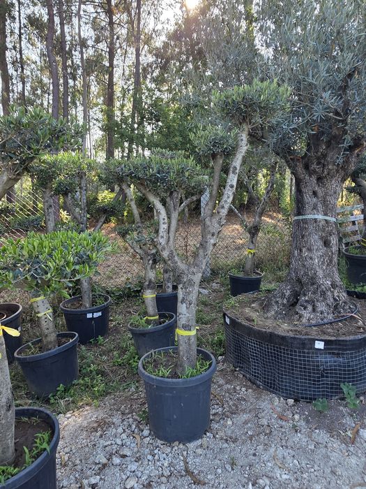 Oliveiras de vários portes / Bonsai