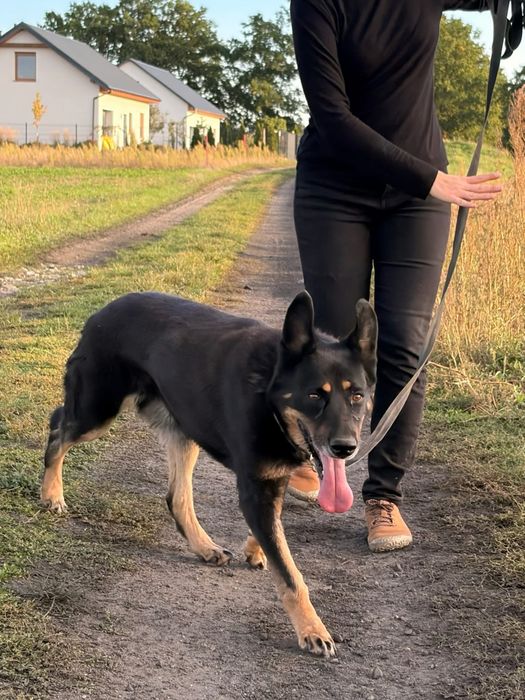 Pies szuka nowego domu