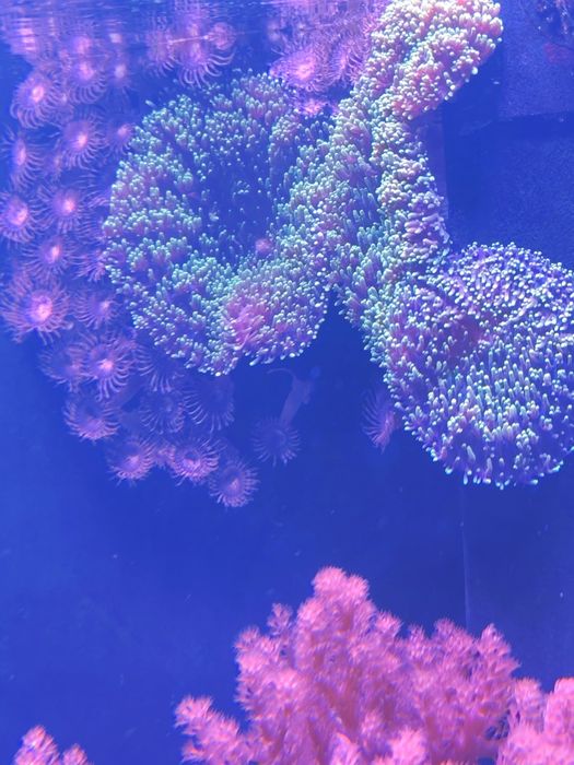 Corais moles vários