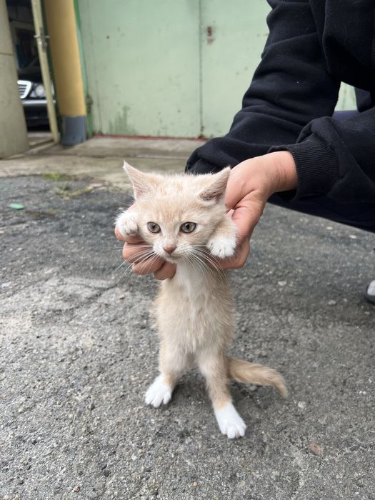 Віддам котеня, 1,5 місяці