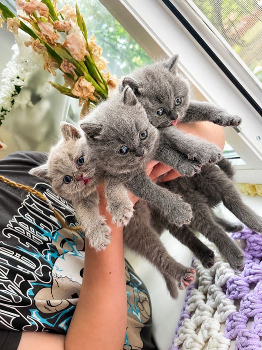 Британські короткошерсті кошенята
