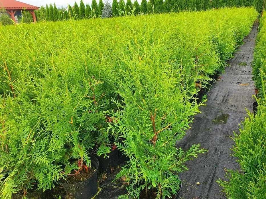 Tuja Thuja BRABANT 70cm duża donica 3L, gęsta, Usługa sadzenia  HIT!