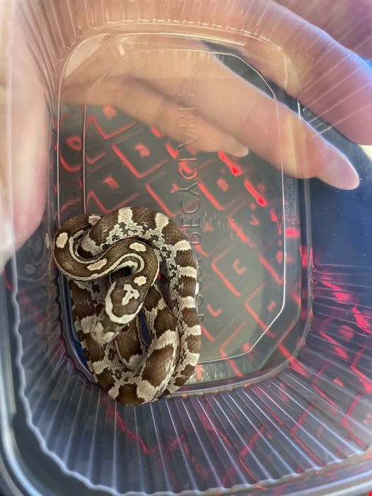 Węże zbożowe, wąż zbożowy z wyprawka