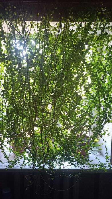 Фикус крошечный (Ficus pumila) - свежесрез / взрослое растение