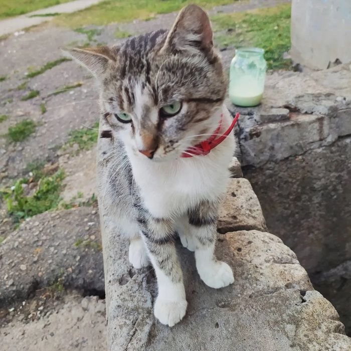 Отдам кота лесного окраса, 2 года