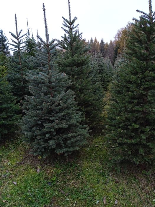 Sadzonki iglaków od 1,5 m prosto z pola