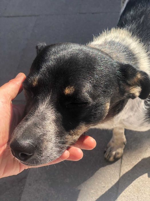 Собака, невелика собака, собачка