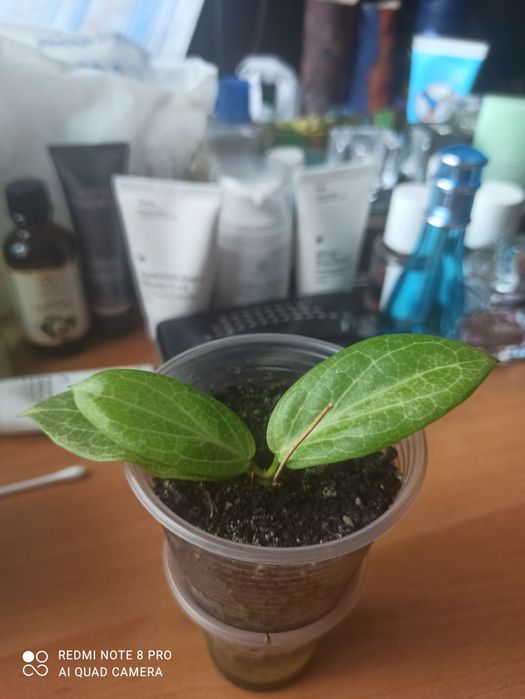 Хойя Fitchii Хойя