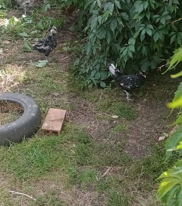 Młode kogutki czubatka i loczek
