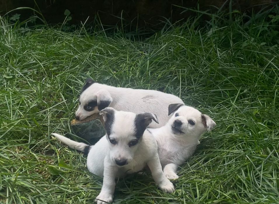 Віддамо собачок в гарні та люблячі руки