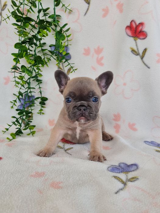 Excelente menina Bulldog Frances de Qualidade
