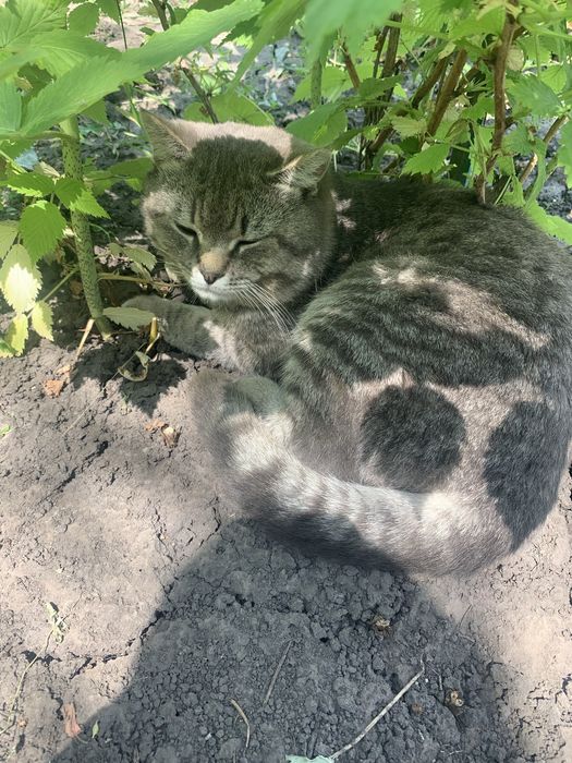 Хлопчик Лакмус шукає собі люблячу родину