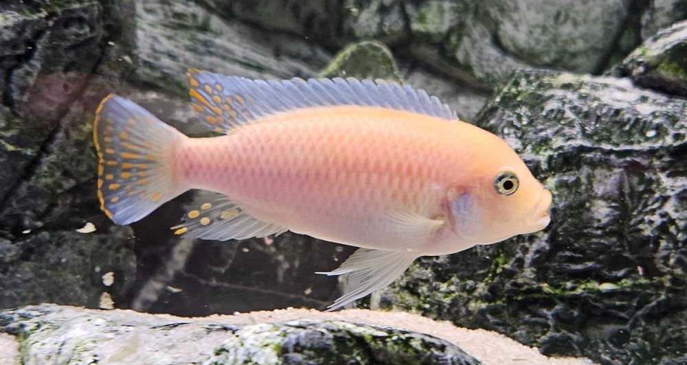 Pyszczak Zebra Red