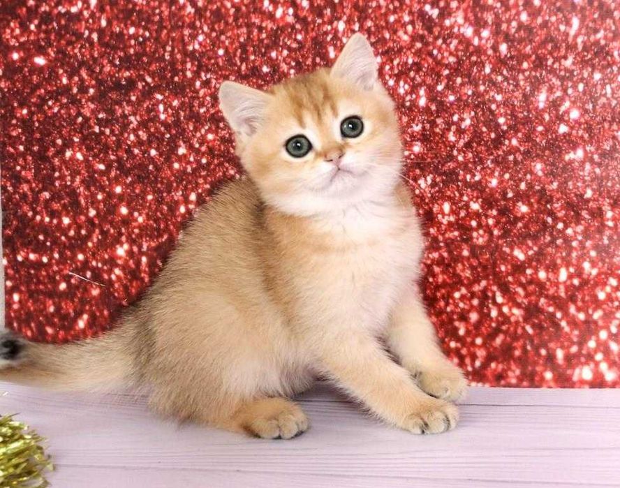 Суперська золота шиншила з домашнього розплідника-хлопчик