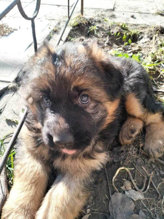 Німецька вівчарка