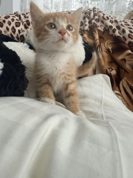 Котик шукає люблячу родину