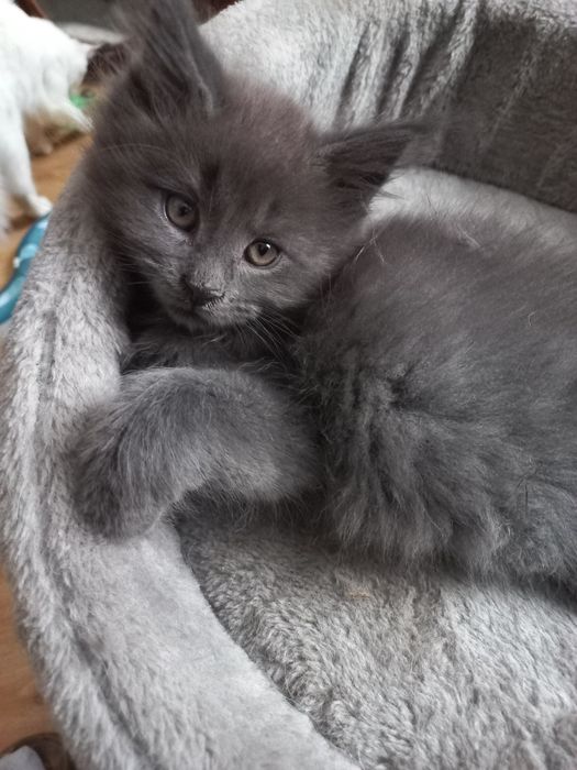 Kocurek Maine Coon Blue Solid