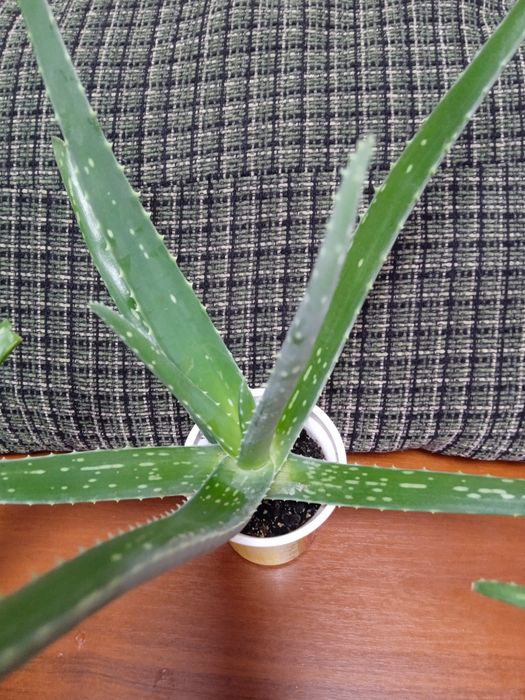 алое вера  60 грн.