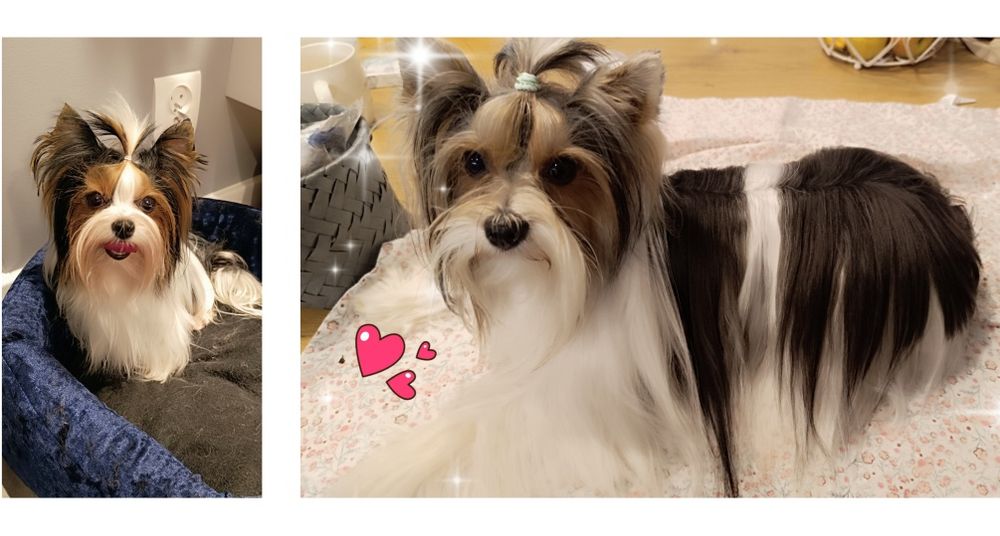 Biewer Yorkshire Terrier ZKwP/FCI