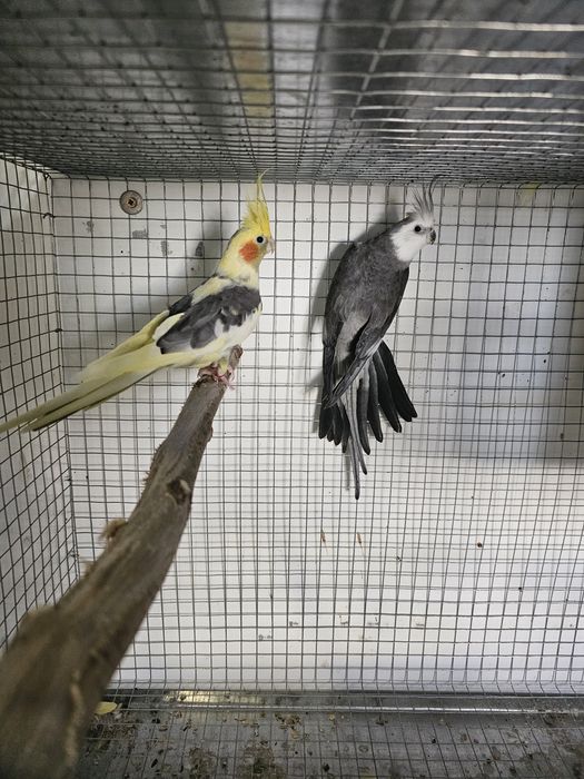 Vendo casais de caturras reprodutores