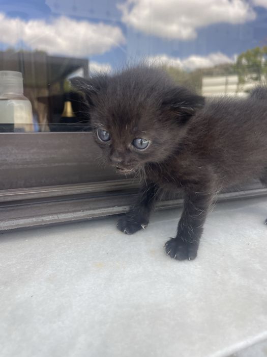Oferta de gatinhos para adoção