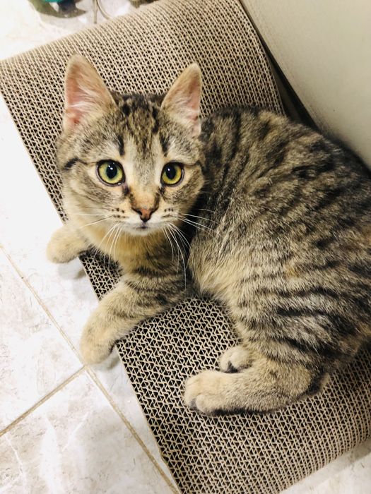 Виховане кошеня безкоштовно