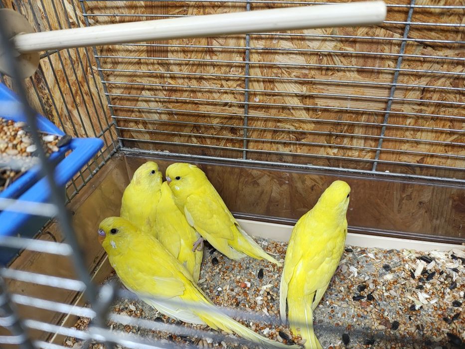 Papugi Faliste Młode