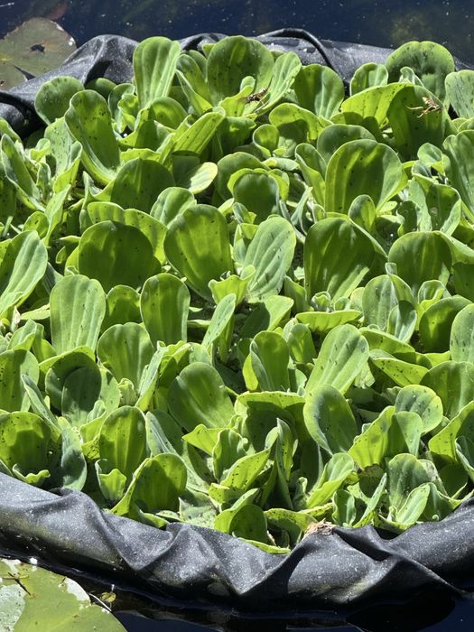 Alfaces de agua - plantas aquaticas