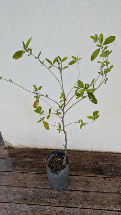 Planta exótica silverberry. Produz bagas comestiveis