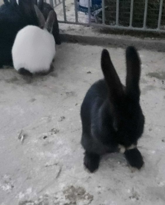 Продам молодих кроликів