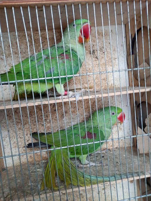 Aleksandretty wielkie