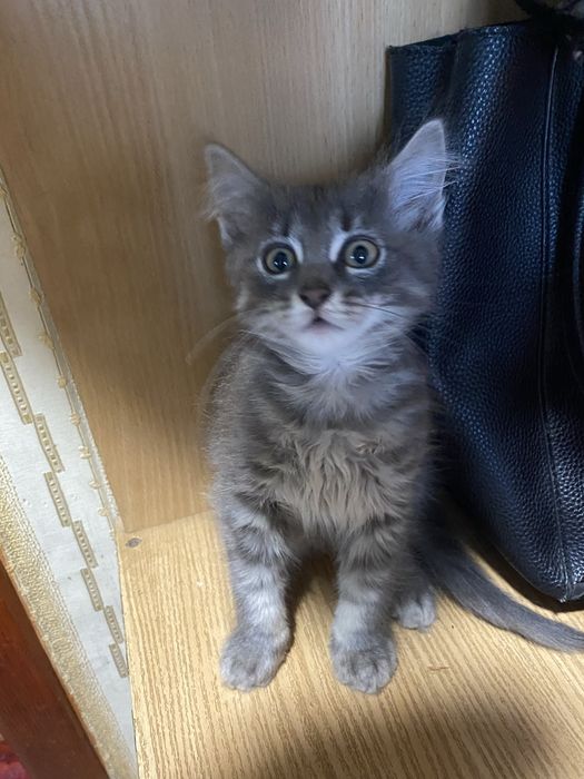 Домашні Котенята