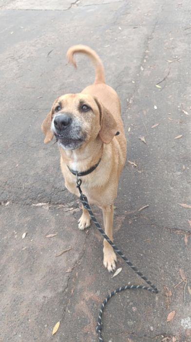 4 letni duży pies Ramzes szuka kochającej rodziny