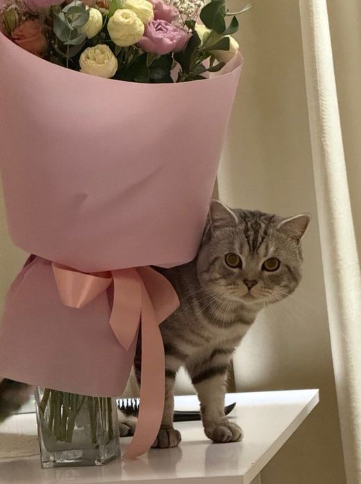 Чистокровний шотландець шукає наречену