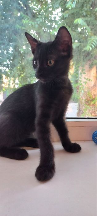 Кошенята в добрі руки