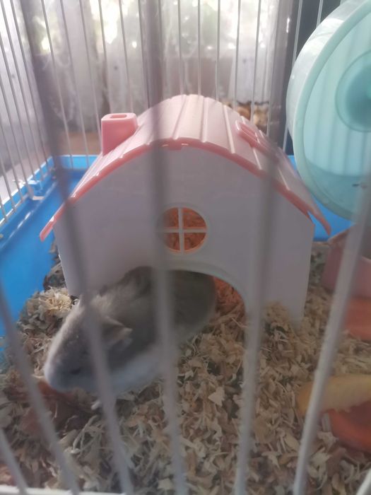 Sprzedam klatka dla z całym wyposażeniem