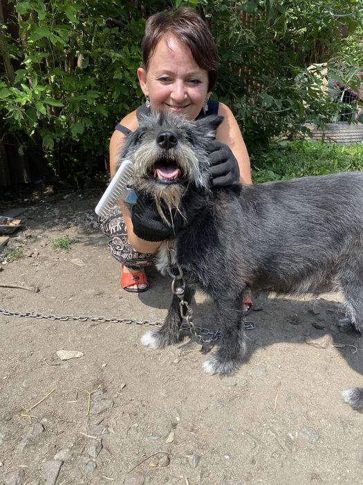 Стерилізована собака в добрі руки