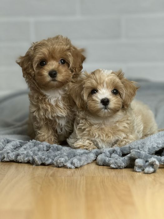 Качественные щеночки Мальтипу !!!