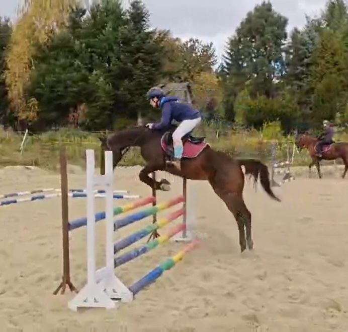 Klacz małopolska, 16 lat, 160 cm