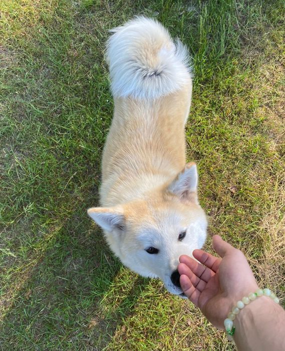 Sunia Japońska Akita Inu Gotowa Do Odbioru