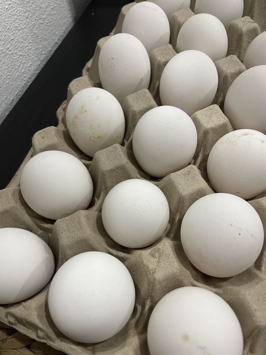 Ovos Leghorn White puros